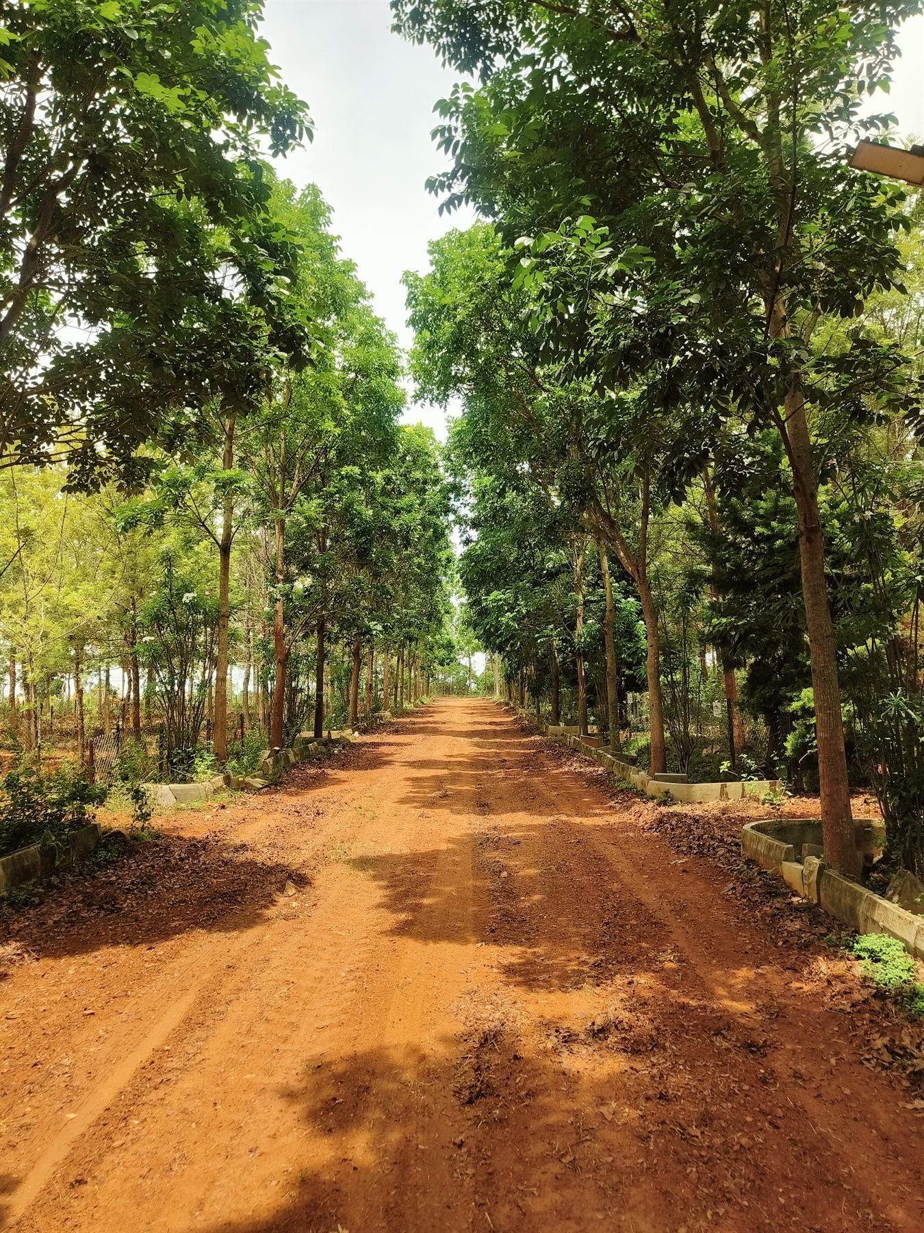 A tree-lined red earth avenue threading through the forest sanctuary